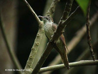 Banded Bay Cuckoo - Cacomantis sonneratii