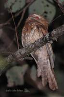 Hodgson's Frogmouth - Batrachostomus hodgsoni