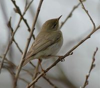 Willow Warbler - Phylloscopus trochilus