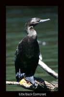 Little black Cormorant