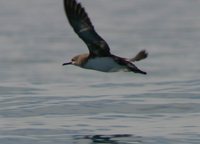 Hutton's Shearwater - Puffinus huttoni