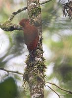 Cinnamon Woodpecker (Celeus loricatus) photo