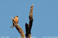 African Hobby - Falco cuvierii