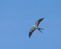 Swallow-tailed Kite (Elanoides forficatus) photo