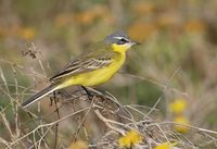 Yellow Wagtail (Motacilla flava) photo