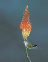 Tennessee Warbler (Vermivora peregrina) photo