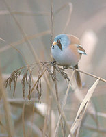 Bearded Reedling (Panurus biarmicus) photo