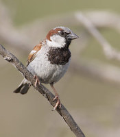 House Sparrow (Passer domesticus) photo