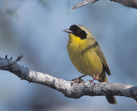 Bahama Yellowthroat (Geothlypis rostrata) photo