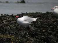 Mediterranean Gull - Larus melanocephalus