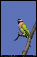 Red-breasted Parakeet - Psittacula alexandri