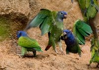 Blue-headed Parrot - Pionus menstruus