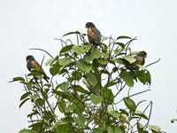 Bronze-winged Parrot - Pionus chalcopterus