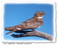 Lesser Nighthawk - Chordeiles acutipennis