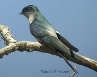 Gray-rumped Treeswift - Hemiprocne longipennis