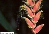 White-tipped Sicklebill - Eutoxeres aquila