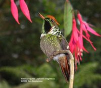 Frilled Coquette - Lophornis magnificus