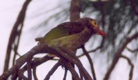 Brown-headed Barbet - Megalaima zeylanica