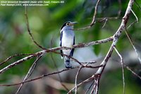 Silver-breasted Broadbill - Serilophus lunatus