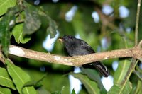 Black-hooded Antshrike - Thamnophilus bridgesi