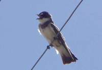 Banded Martin - Riparia cincta