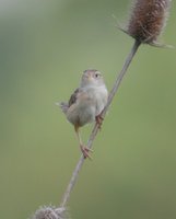 Sedge Wren - Cistothorus platensis