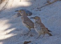 Gray Thrasher - Toxostoma cinereum