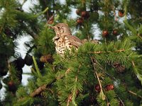 Mistle Thrush - Turdus viscivorus