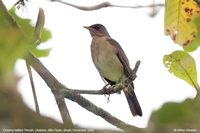 Creamy-bellied Thrush - Turdus amaurochalinus