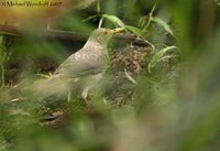 Ecuadorian Thrush - Turdus maculirostris