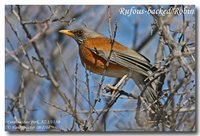 Rufous-backed Robin - Turdus rufopalliatus