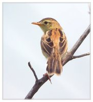 Golden-headed Cisticola - Cisticola exilis