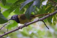 Oriole Warbler - Hypergerus atriceps