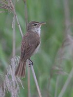 Oriental Reed-Warbler - Acrocephalus orientalis