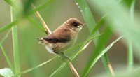 African Reed-Warbler - Acrocephalus baeticatus