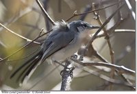 White-lored Gnatcatcher - Polioptila albiloris