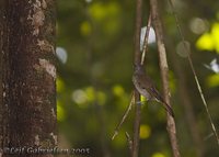 Sooty-capped Babbler - Malacopteron affine