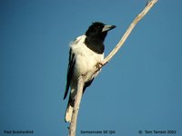 Pied Butcherbird - Cracticus nigrogularis