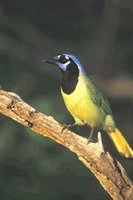 Green Jay - Cyanocorax yncas