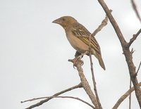 Village Weaver - Ploceus cucullatus