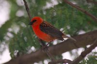 Red Fody - Foudia madagascariensis