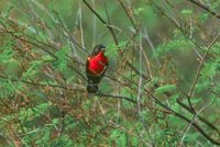 Red-breasted Blackbird - Sturnella militaris