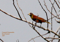 Casqued Oropendola - Psarocolius oseryi