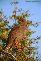 Dark Chanting Goshawk