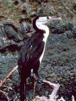 Pied Shag