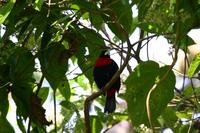 Crimson-collared Tanager