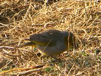 Citron-headed Yellow-Finch (Nick Athanas)