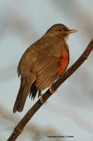 *NEW* Rufous-bellid Thrush