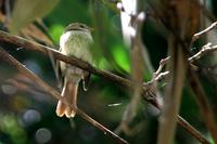 Sepia-capped  flycatcher   -   Leptopogon  amaurocephalus