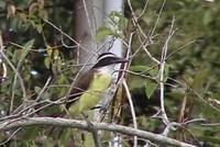 Great Kiskadee